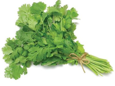 coriander leaves