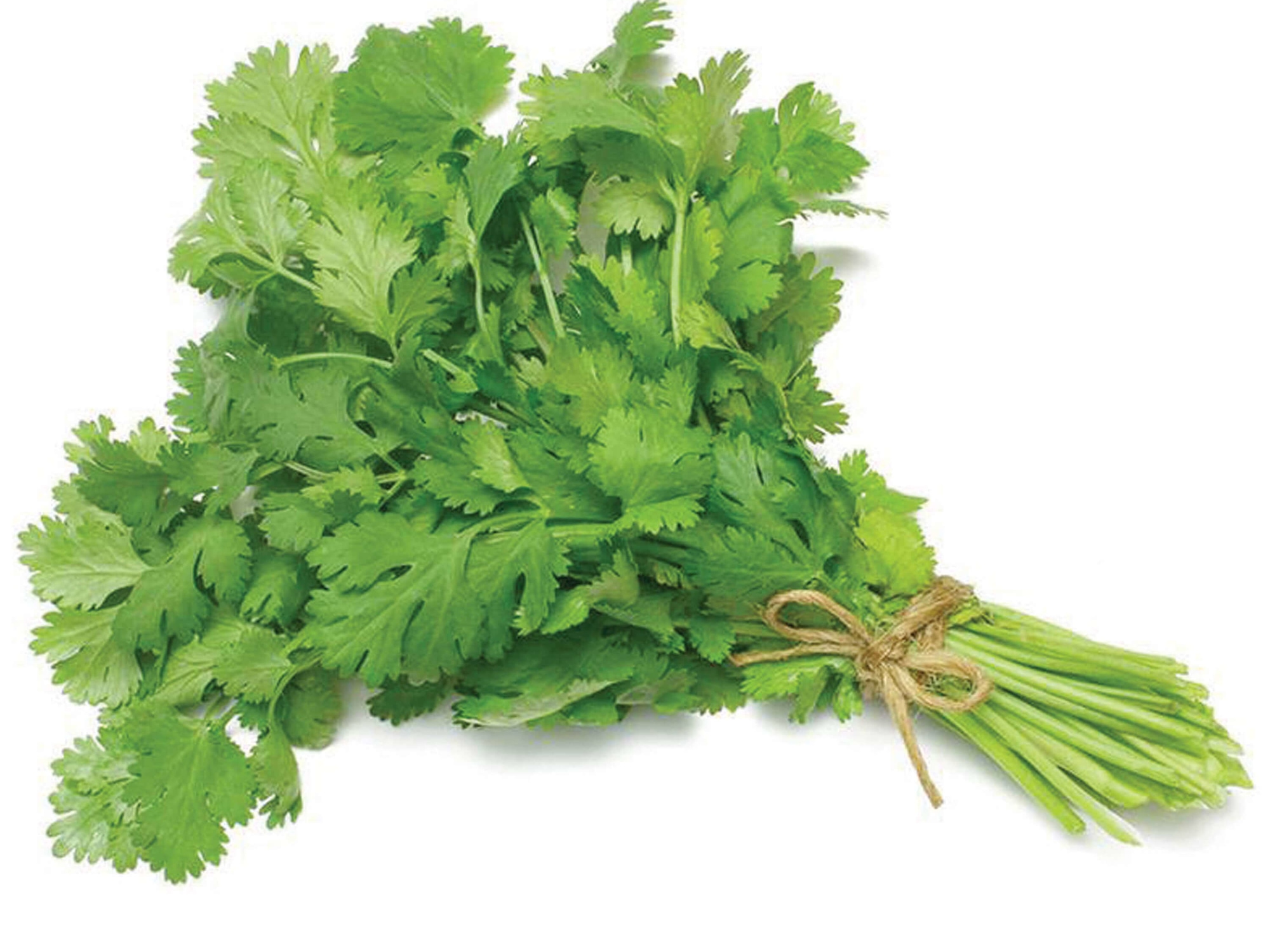 a bunch of coriander