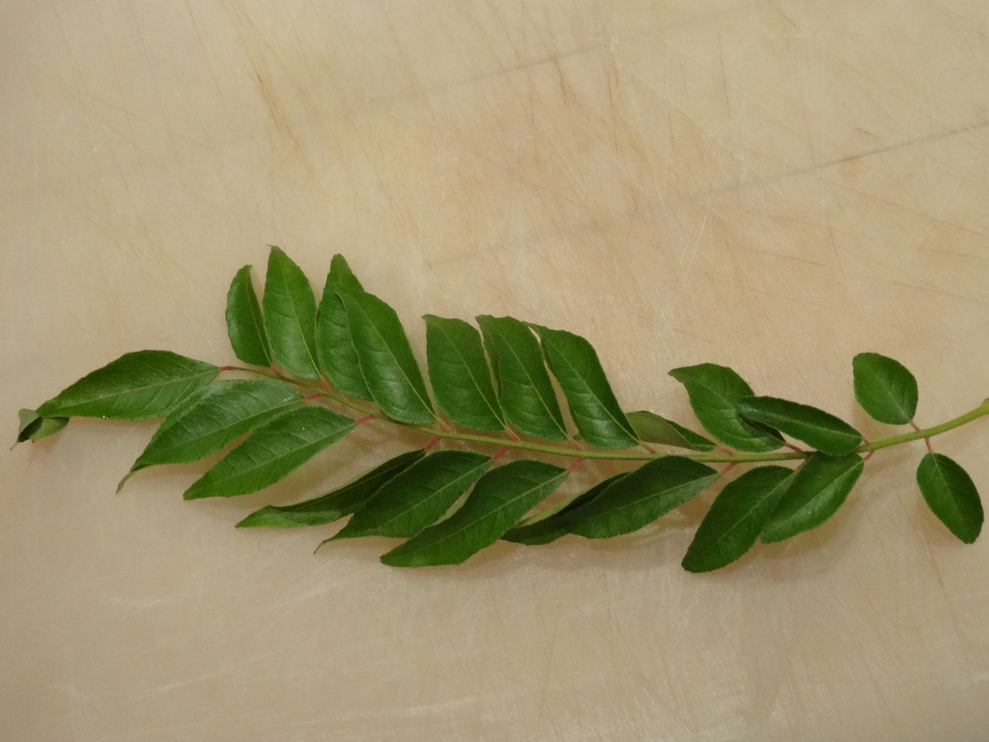 a sprig of curry leaves
